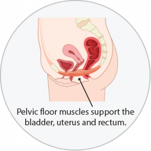 Diagram of pelvic floor muscles supporting the bladder, uterus, and rectum