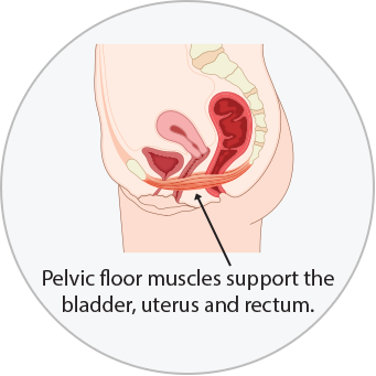 Diagram of pelvic floor muscles supporting the bladder, uterus, and rectum