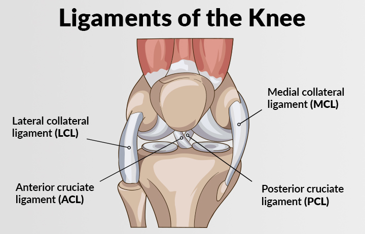 medical illustration of a knee showing the ACL, PCL, MCL, LCL ligaments